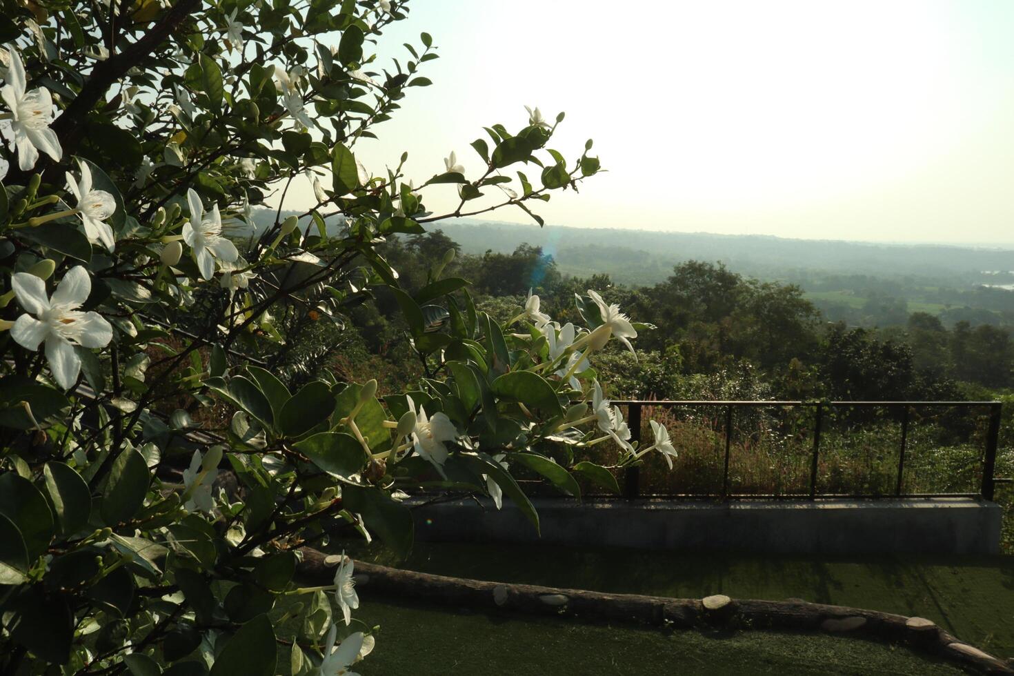 A view of a flowery field with a view of the mountains photo