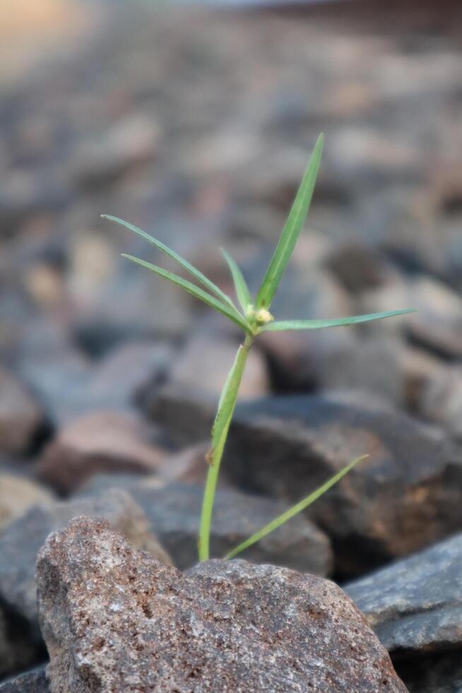 A small plant growing out of a rock wall photo