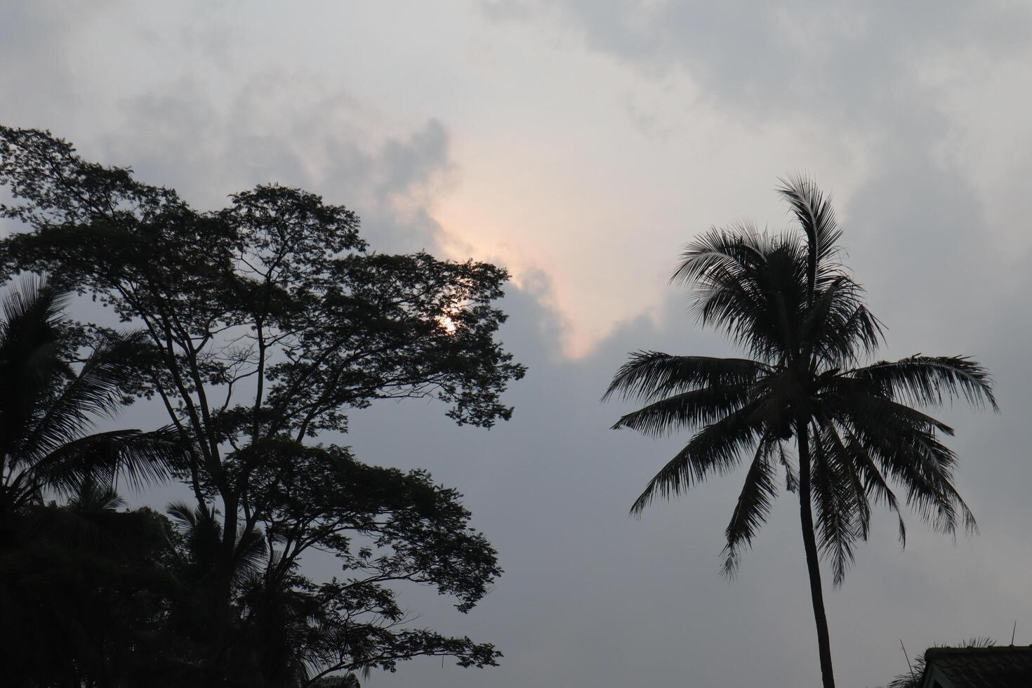 A cloudy sky with a few palm trees photo