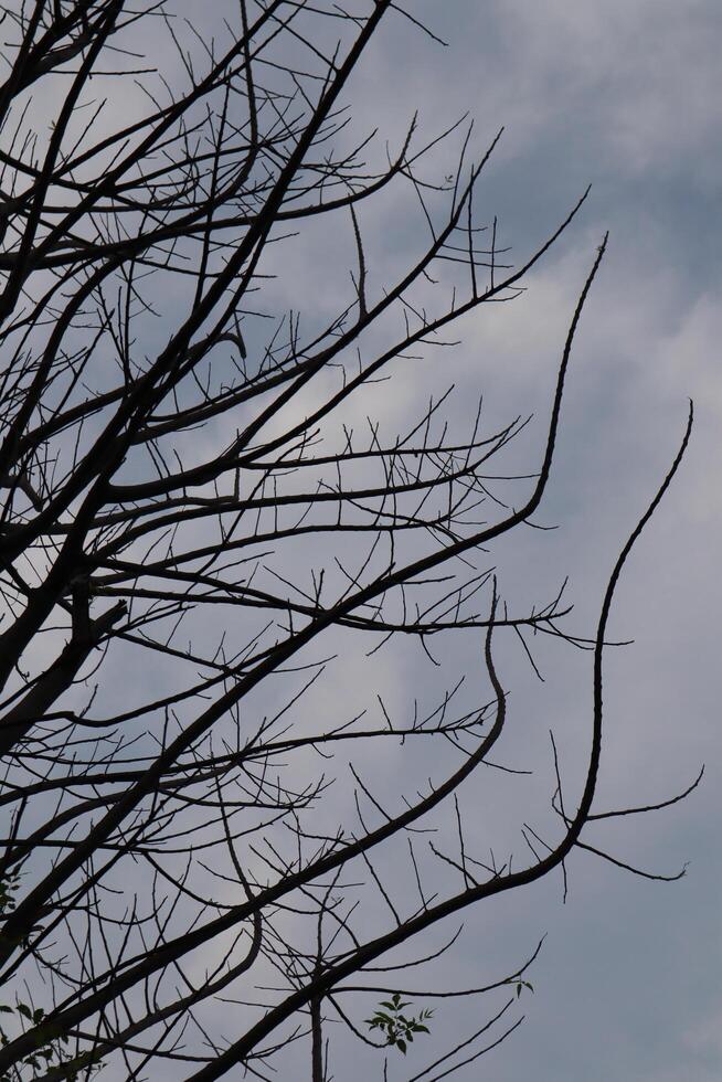 A plane flying in the sky with a tree in the background photo