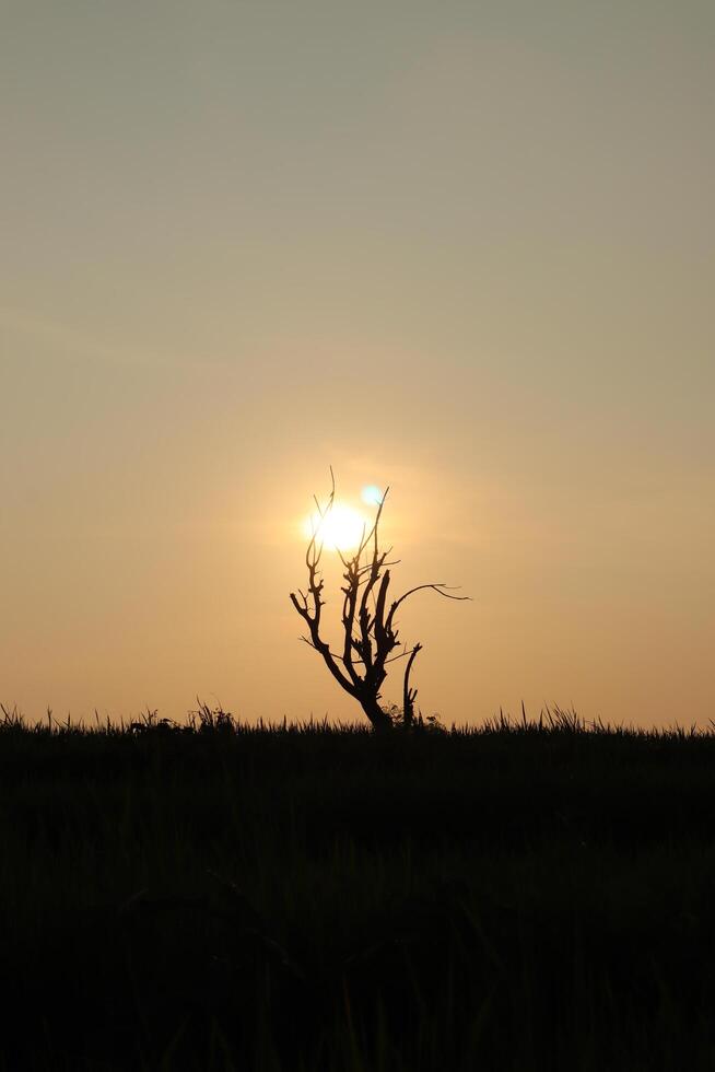 A lone tree in the middle of a field photo