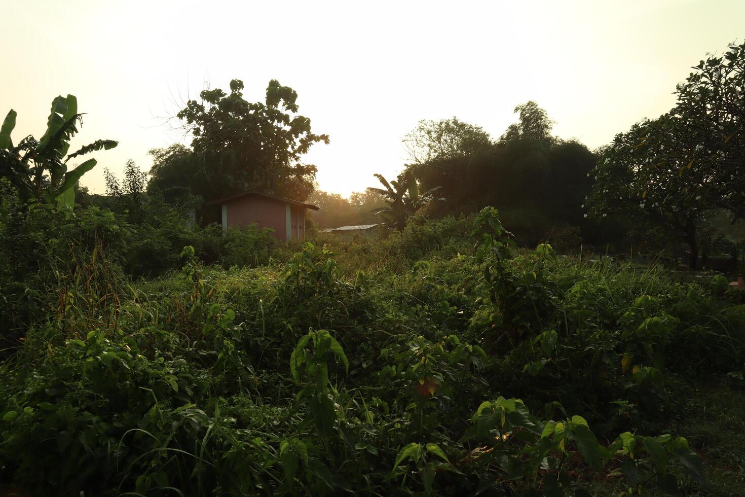 A field with a house in the middle of it photo