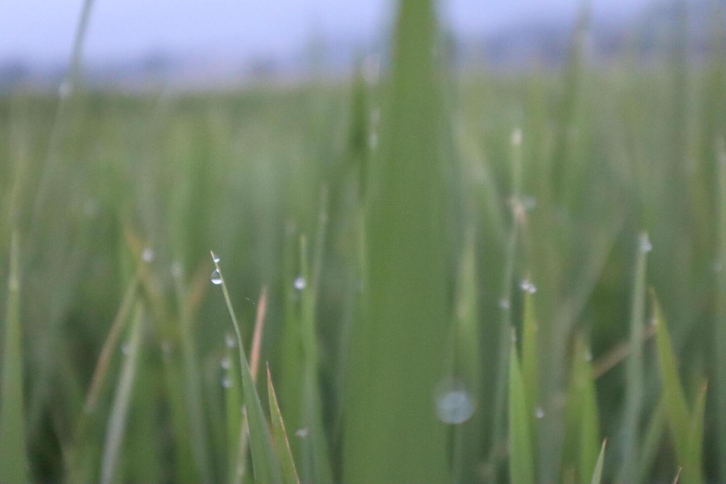 A close up of a field of grass with water droplets on it photo