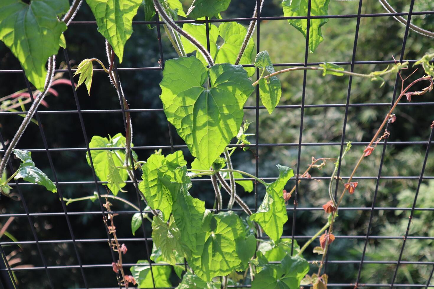 A vine growing on a fence photo