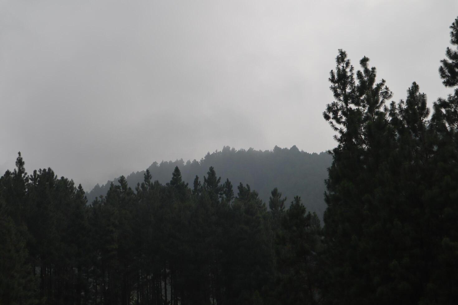 A plane flying over a forest with trees in the background photo