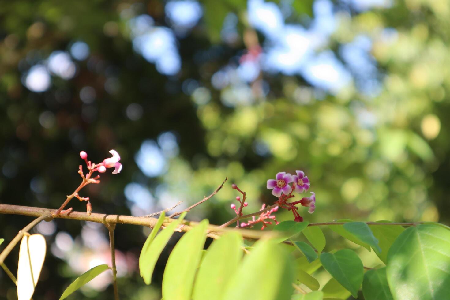 A small flower on a branch with leaves photo