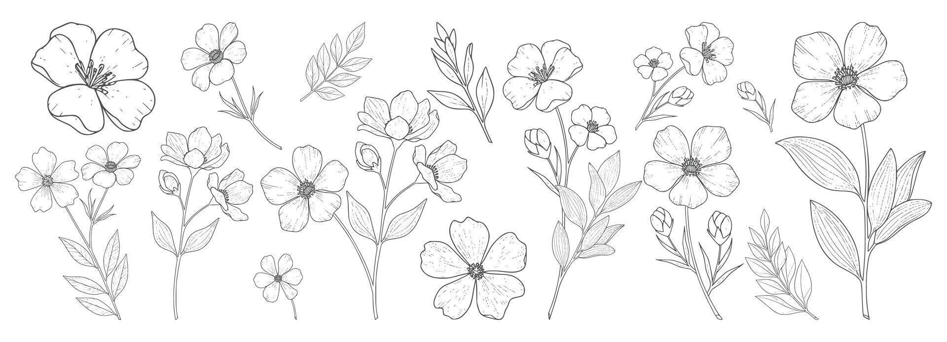 Floral hand-drawn collection in black and white outline featuring various flower species. Illustration vector