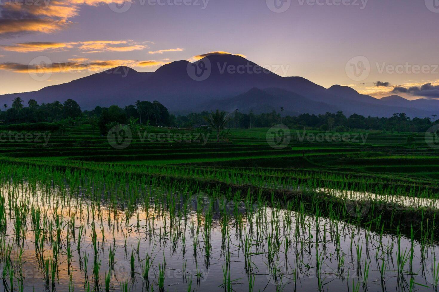 A view of the rice fields at sunset with mountains in the background photo