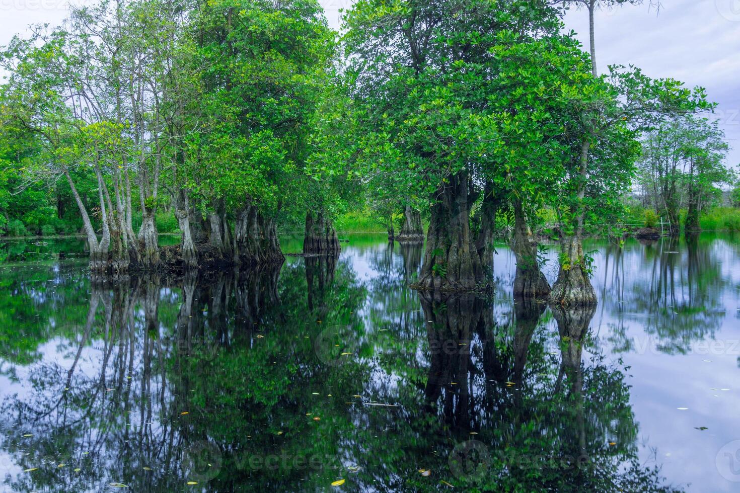 A swamp with trees and water reflection photo