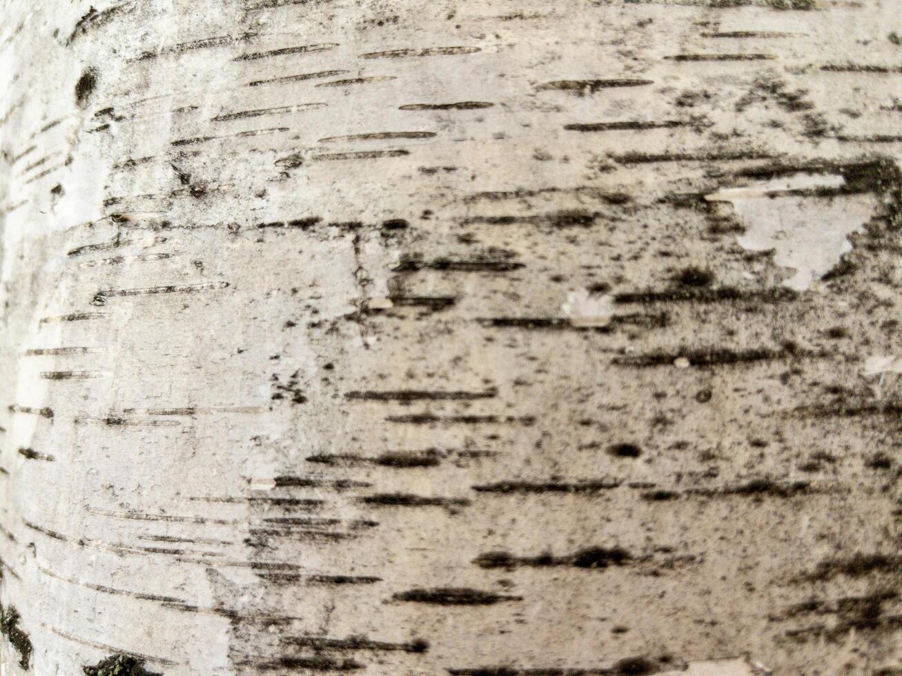 Natural background of birch bark with natural birch texture close-up photo