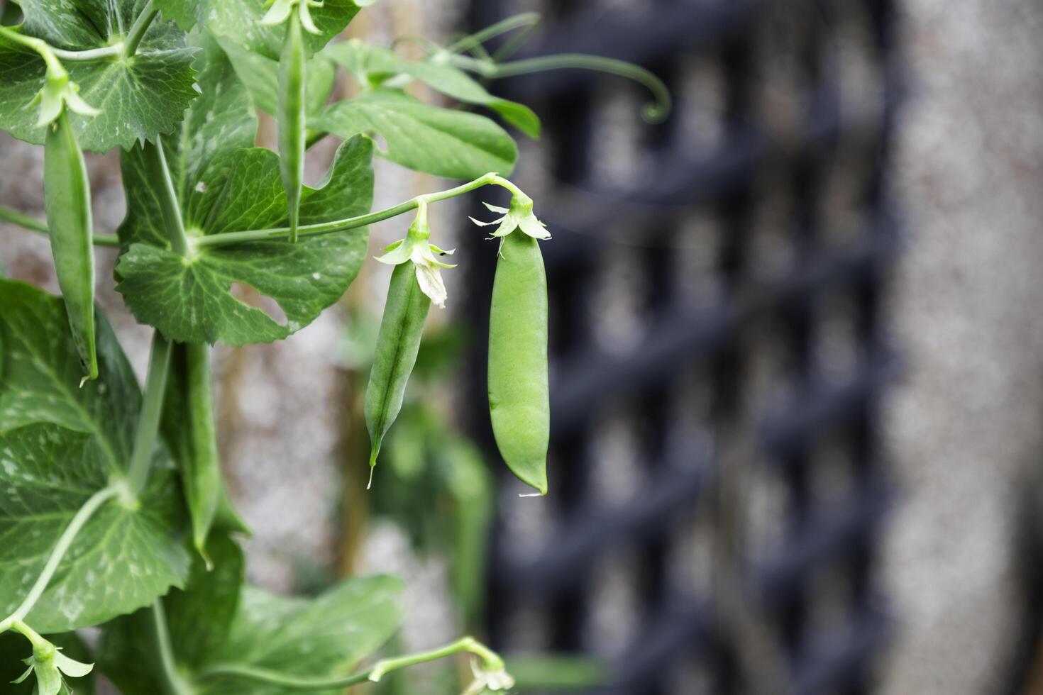 close up of fully grown green peas outdoors in sunlight photo