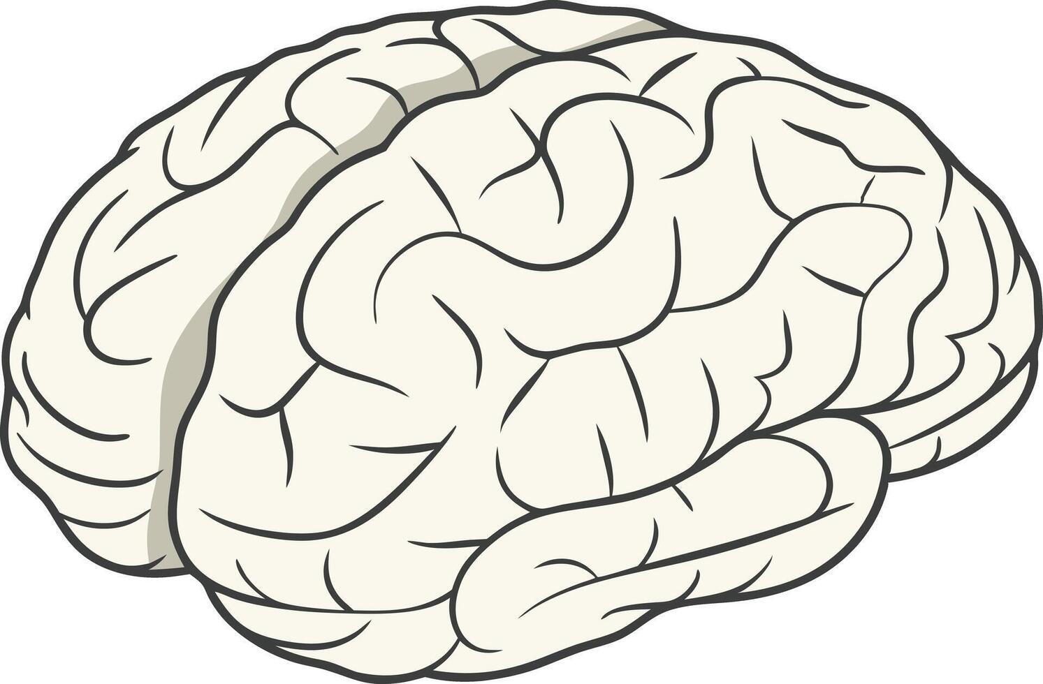 Simple cartoon illustration of a human brain in anatomical view vector