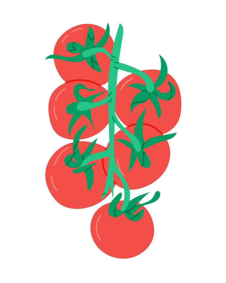 Tomato branch with ripe red tomatoes and green stems in flat style illustration. Represents freshness, organic food, and healthy summer vegetable concept vector