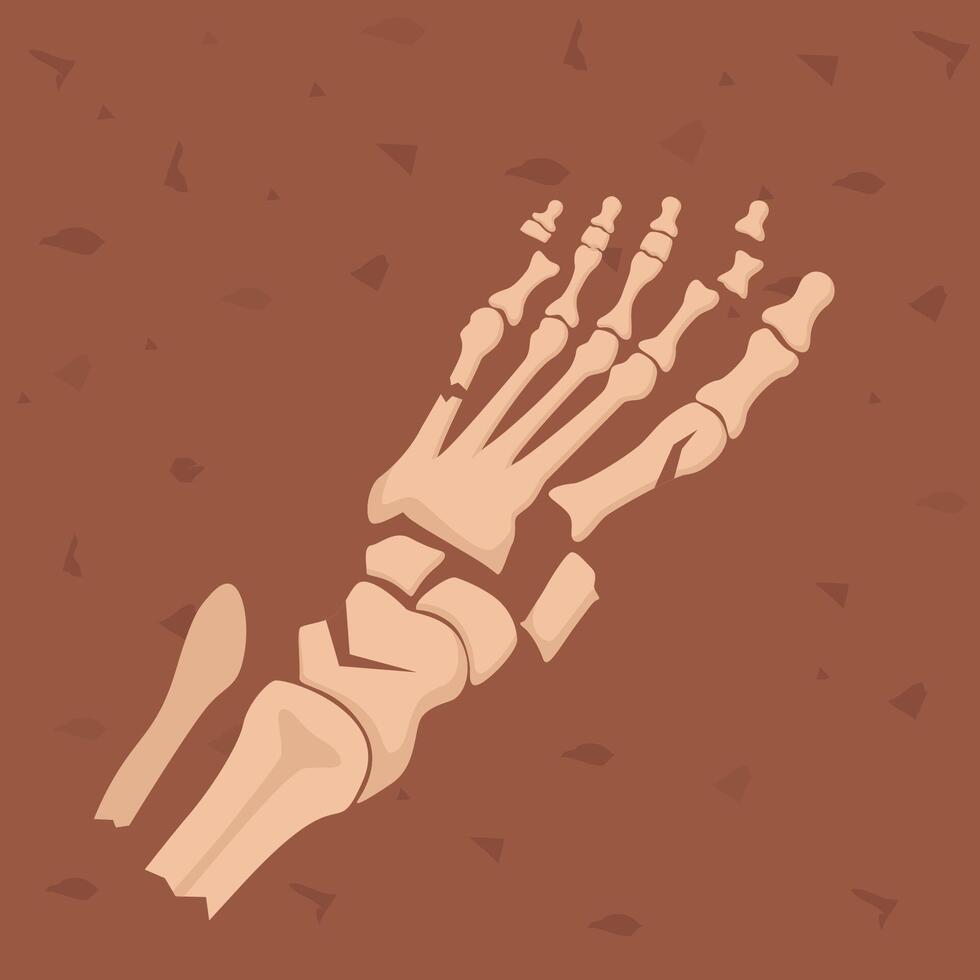 Human foot bones. Archaeological find. Historical value. Image for books, articles, posters, archeology, history of past, excavations presentations. vector
