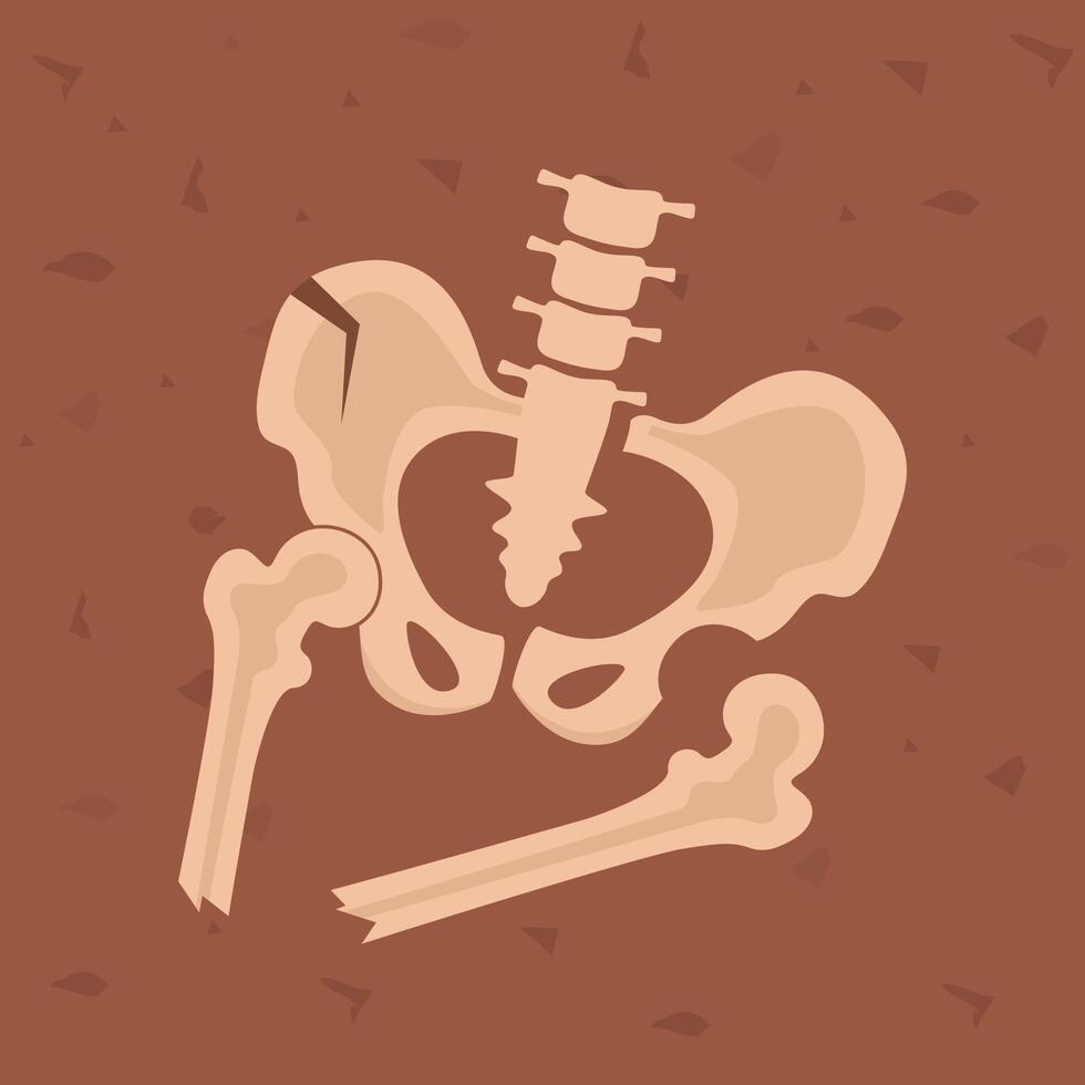 Pelvis human bones. Archaeological find. Historical value. Image for books, articles, posters, archeology, history of past vector