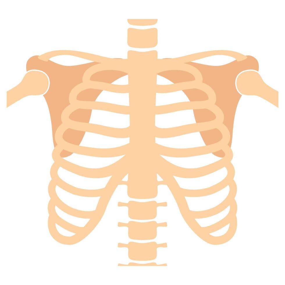 Human skeleton chest and pelvis human bones. Torso bones. Anatomical analyzing, diagnostic health care. illustration vector