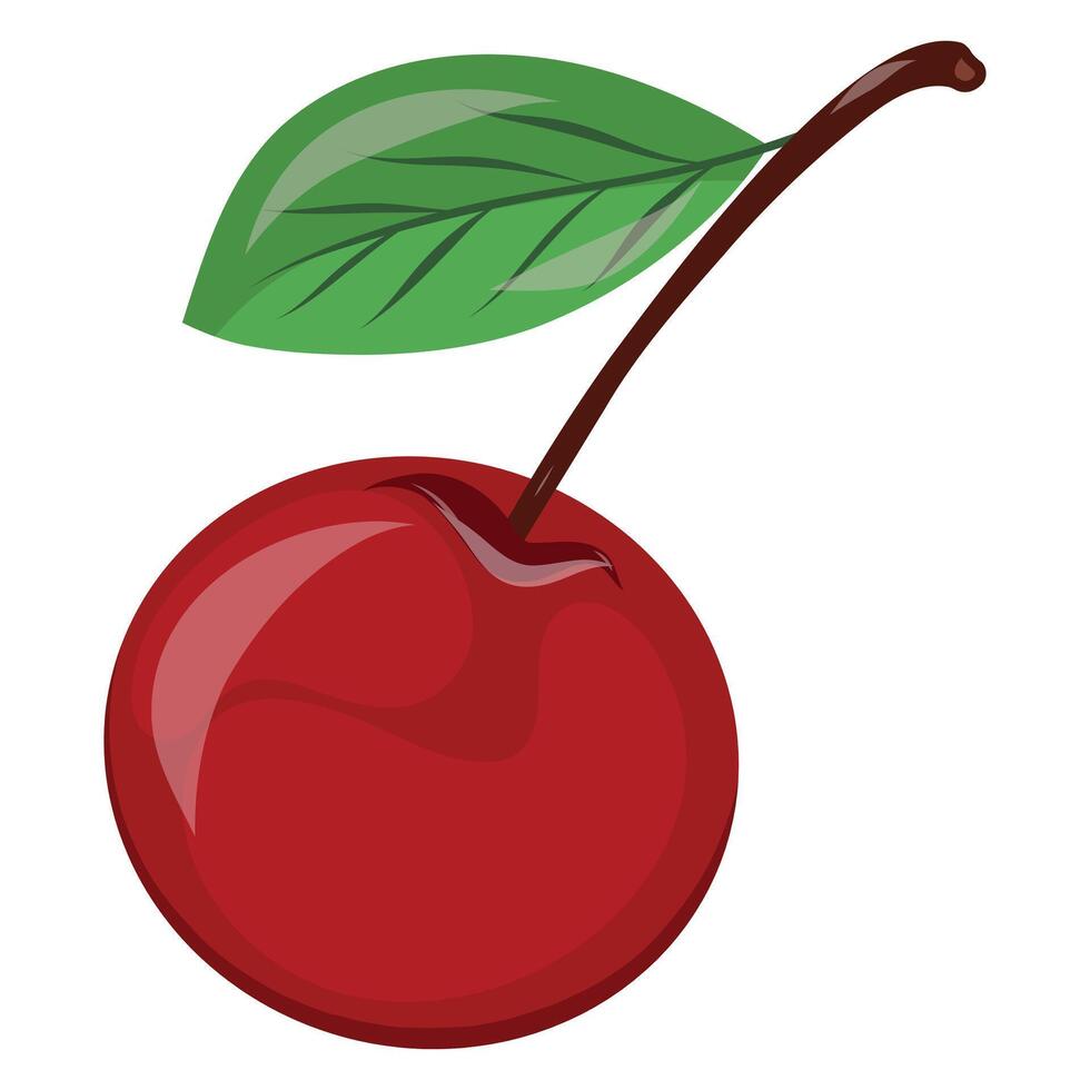 Sweet and fresh cherry berry with leaf isolated illustration on a white background, hand drawn cherry vector