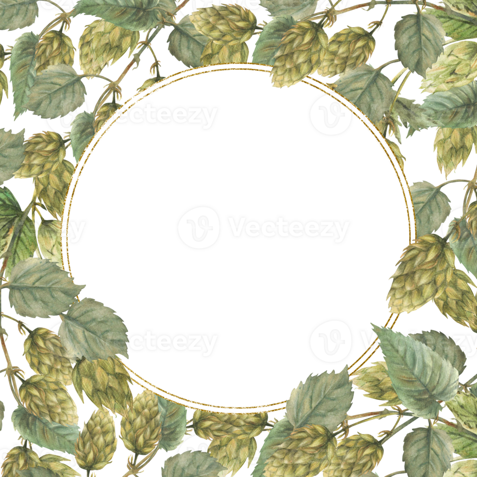 Watercolor hops branch with gold circular frame. Hop bitter leaves and green cones plant curly twig stem Floral Hand drawn illustration for brewing beer label square template. isolated from background png