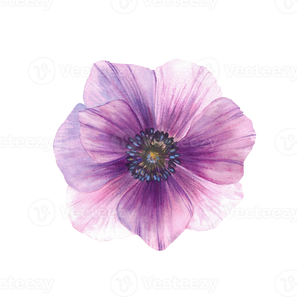 Watercolor anemone flower. Hand painted illustration of purple windflower. Floral element isolated from background for Wedding invitations, mothers day greeting card, scrapbooks Botanical clipart png