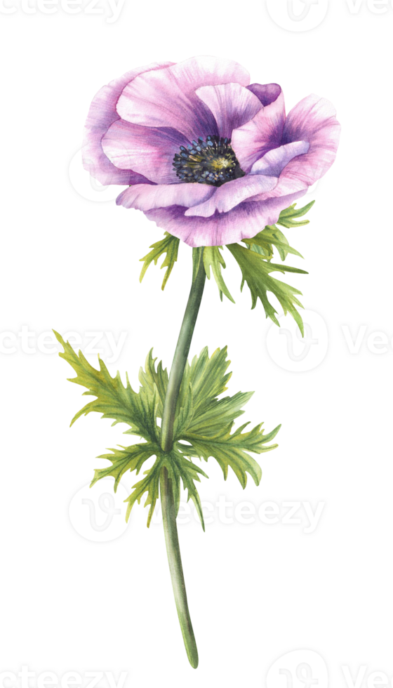 Anemone watercolor purple flower with stem, green leaves. Pink and blue bud with lilac delicate petal floral clipart. Isolated from background hand painted illustration for birthday, mothers day card png