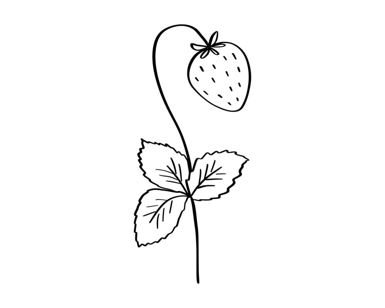 Strawberry twig doodle illustration, leaves and berry outline sketch, hand drawn icon of summer food vector