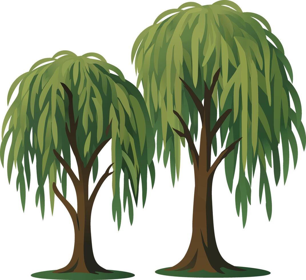 Weeping Willow Tree Illustration vector