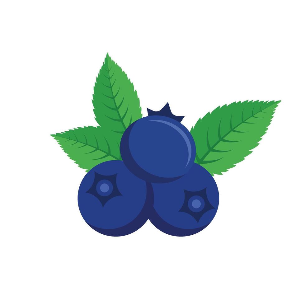 Blueberry fruit with leaves illustration vector
