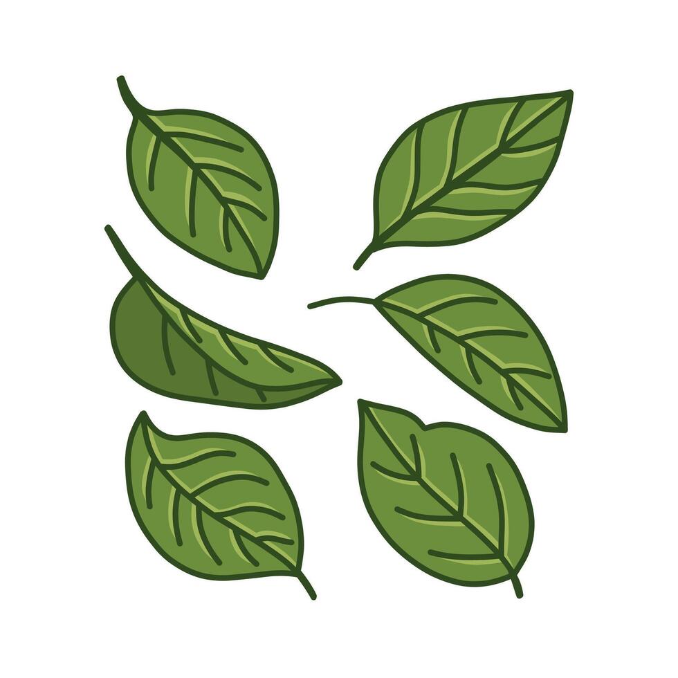 Stylized Green Leaves with Dark Outlines on White Background, Botanical Illustration vector
