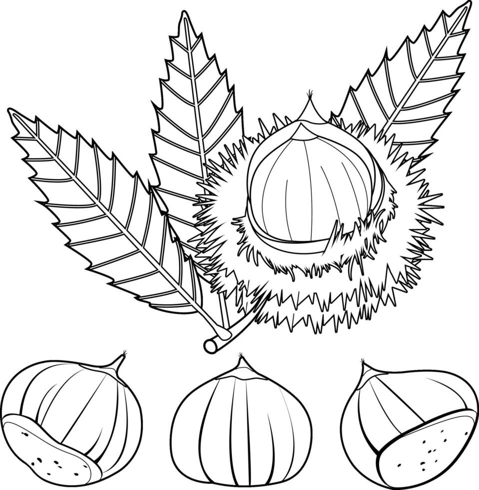 Sweet chestnut plant and fruit. Chestnut husk, split open to reveal the fruit. Black and white coloring page vector