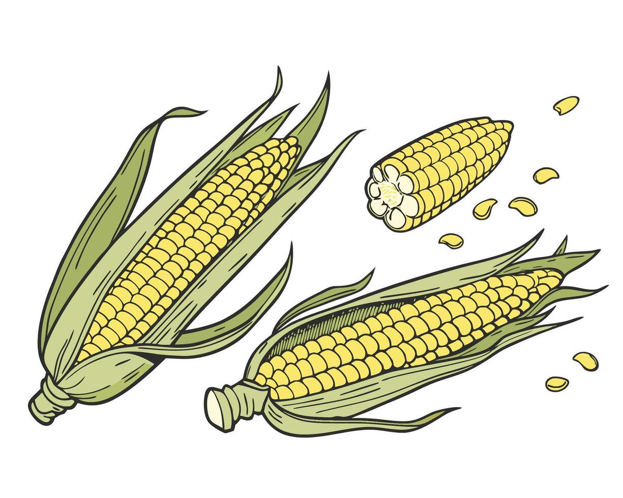 Yellow corn cobs and kernels maize green vector