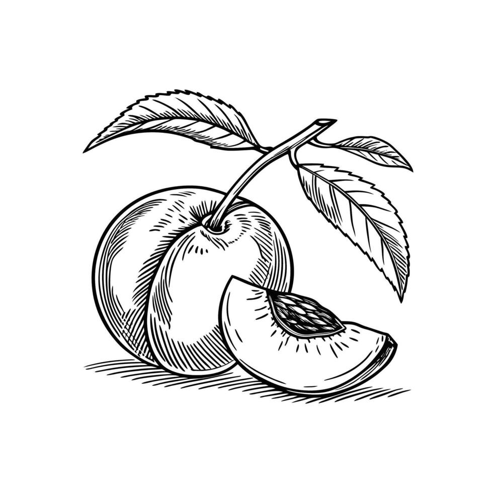 Whole and sliced plum with leaves fruit food vector