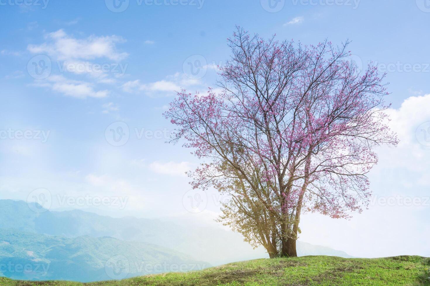 Image Of Wild Himalayan Cherry Tree Alone On The Hill, Oil Paint Style Image. photo