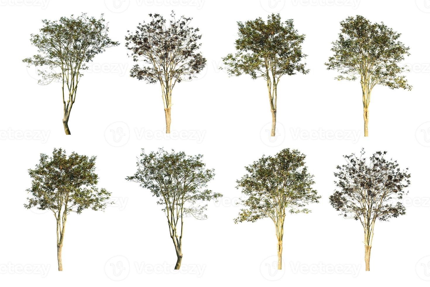 Set of 8 trees isolated on white background photo