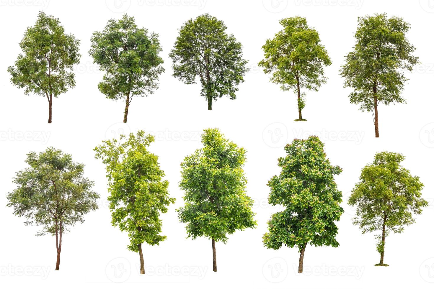 collection off green trees isolated on white background photo