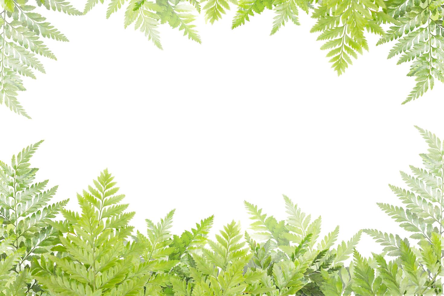 green leaves for frame on white background photo