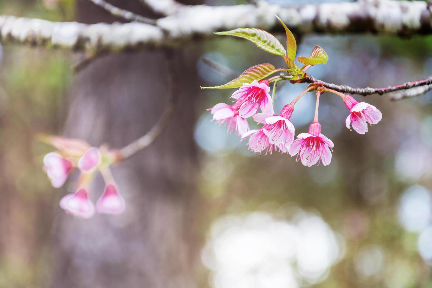 Abstract pink flowers bloom in the nature. photo