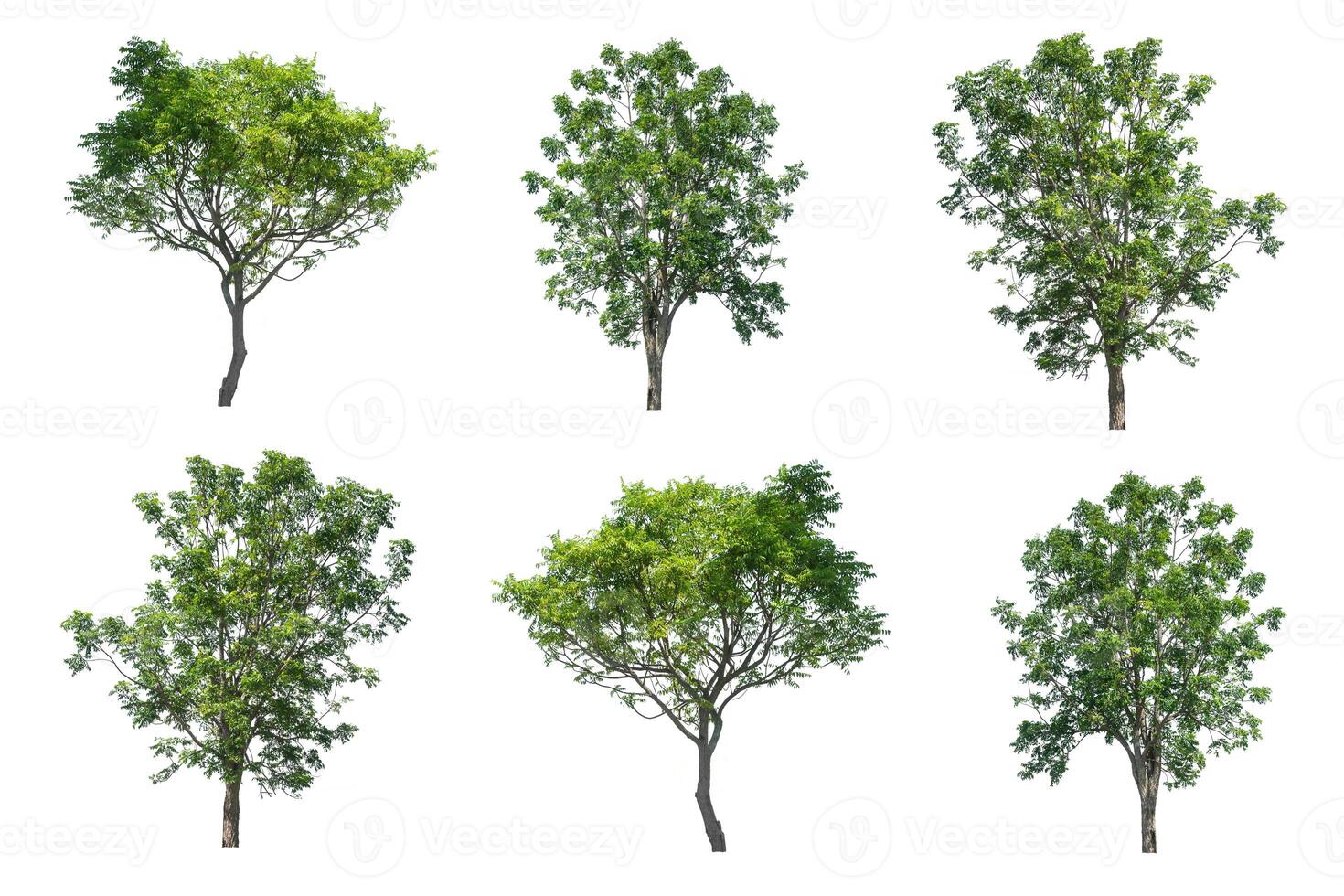 collection tree isolated on white background photo