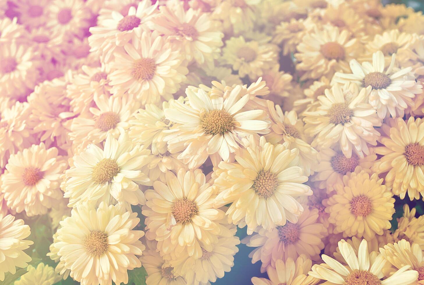 The background image of the colorful flowers with soft light, vintage style. photo