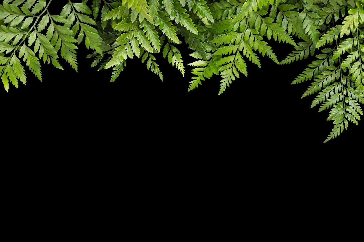 green leaves for frame on black background. photo