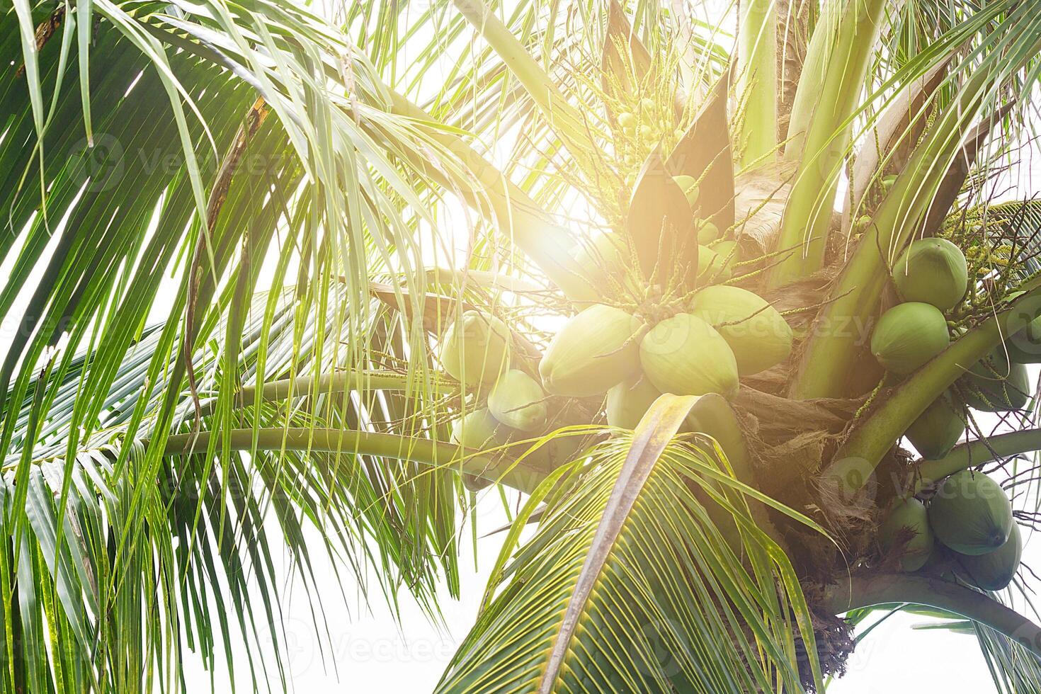 Fresh Coconut Cluster On Coconut Tree With Soft Light In Morning photo