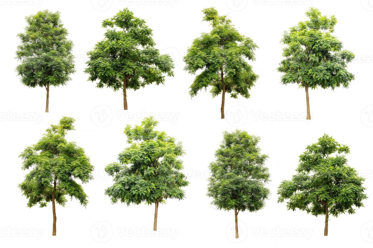collection of Indian cork tree isolated on white background, tropical trees isolated used for design, advertising and architecture. photo