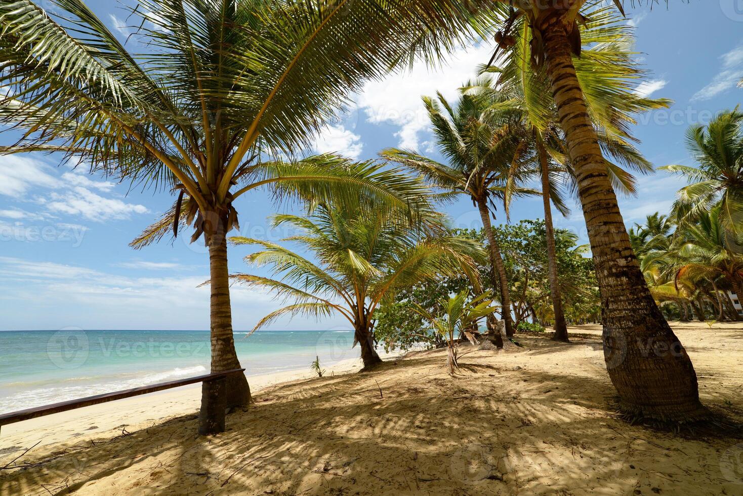 A beach with a bench among palm trees in Dominican Republic, Punta Cana. photo
