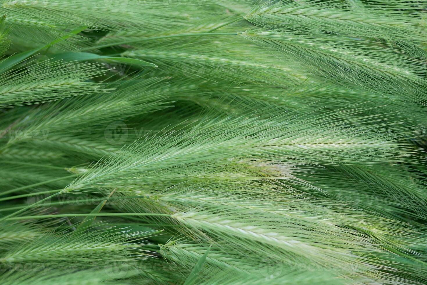 Wild barley grass textured background photo