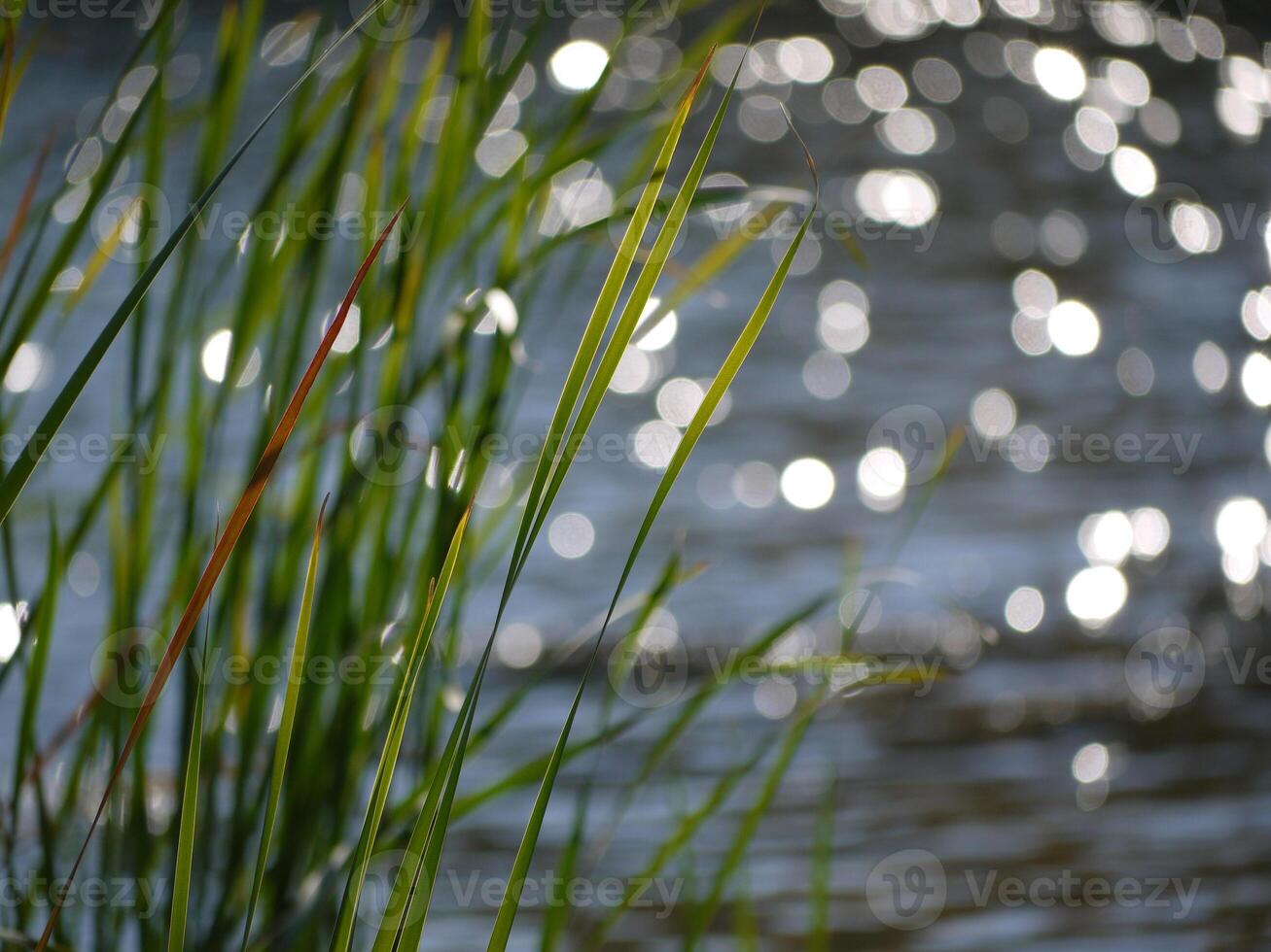 Grass at the background of blurred water photo