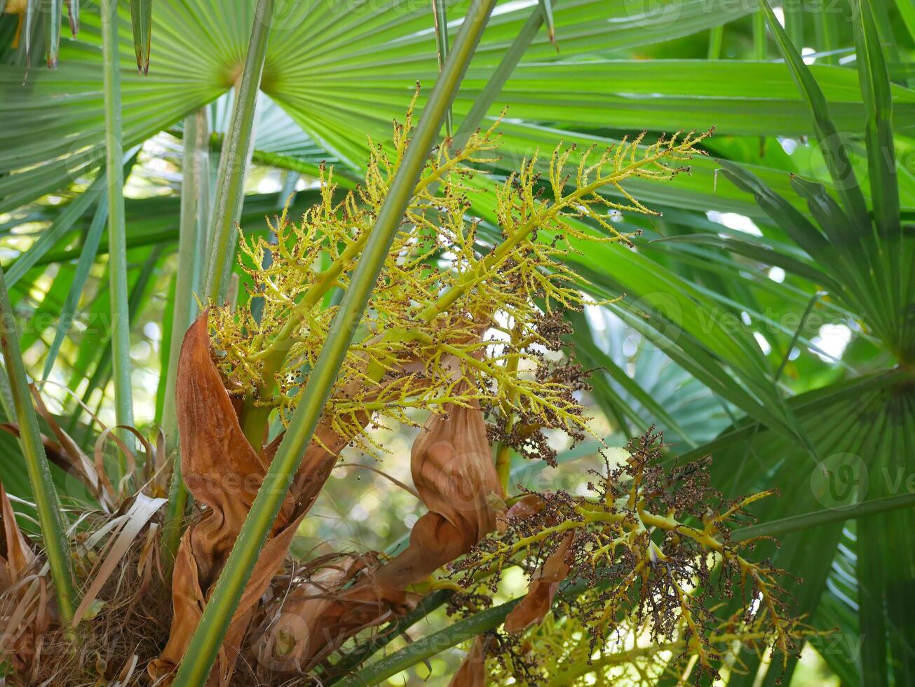 Palm tree leaves and buds lose up, natural background photo