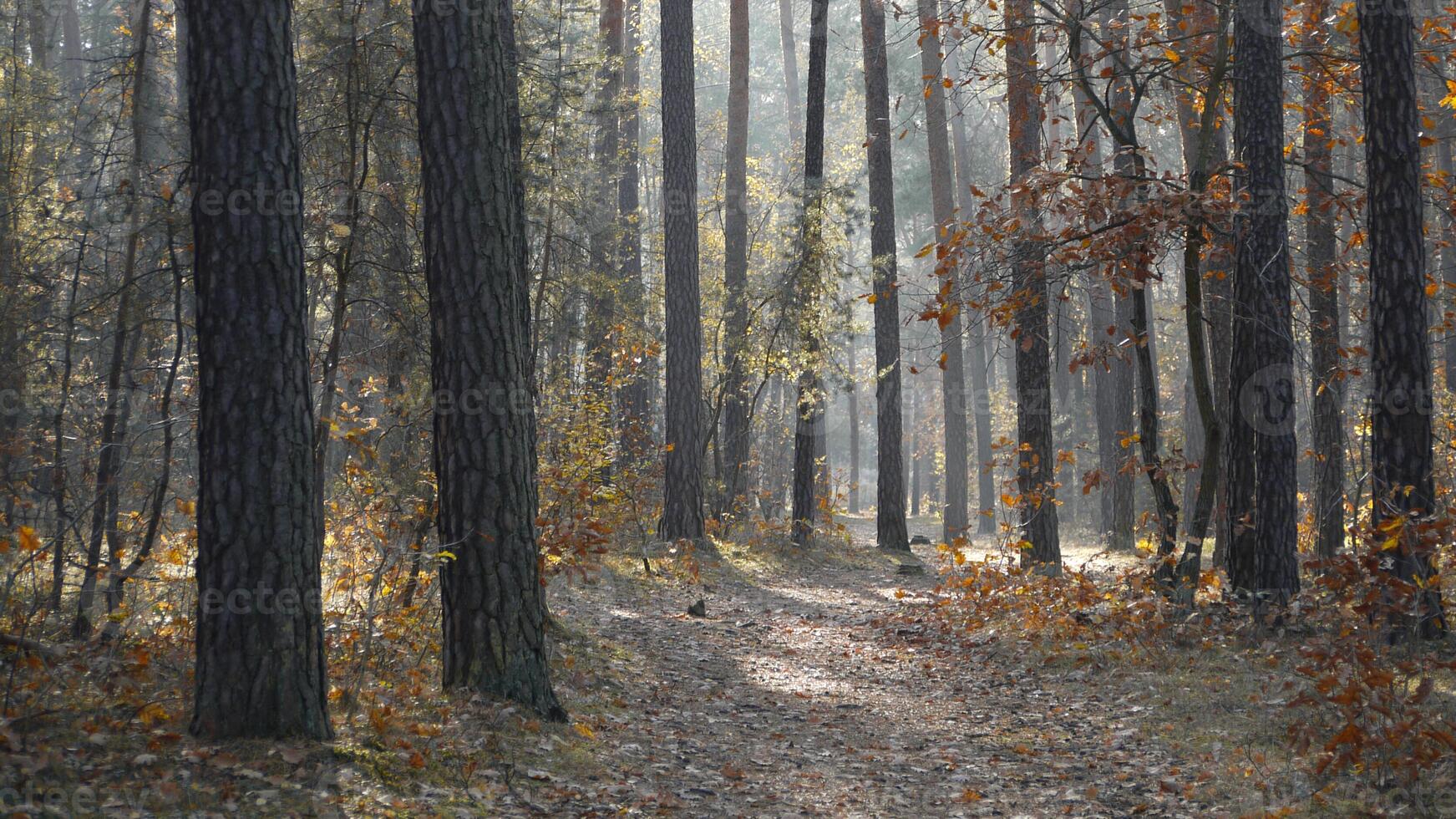 Foggy autumn forest landscaped background photo