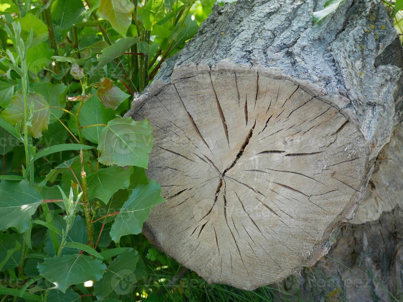 Cracked cross-section of the tree trunk in green leaves. Natural abstract background photo
