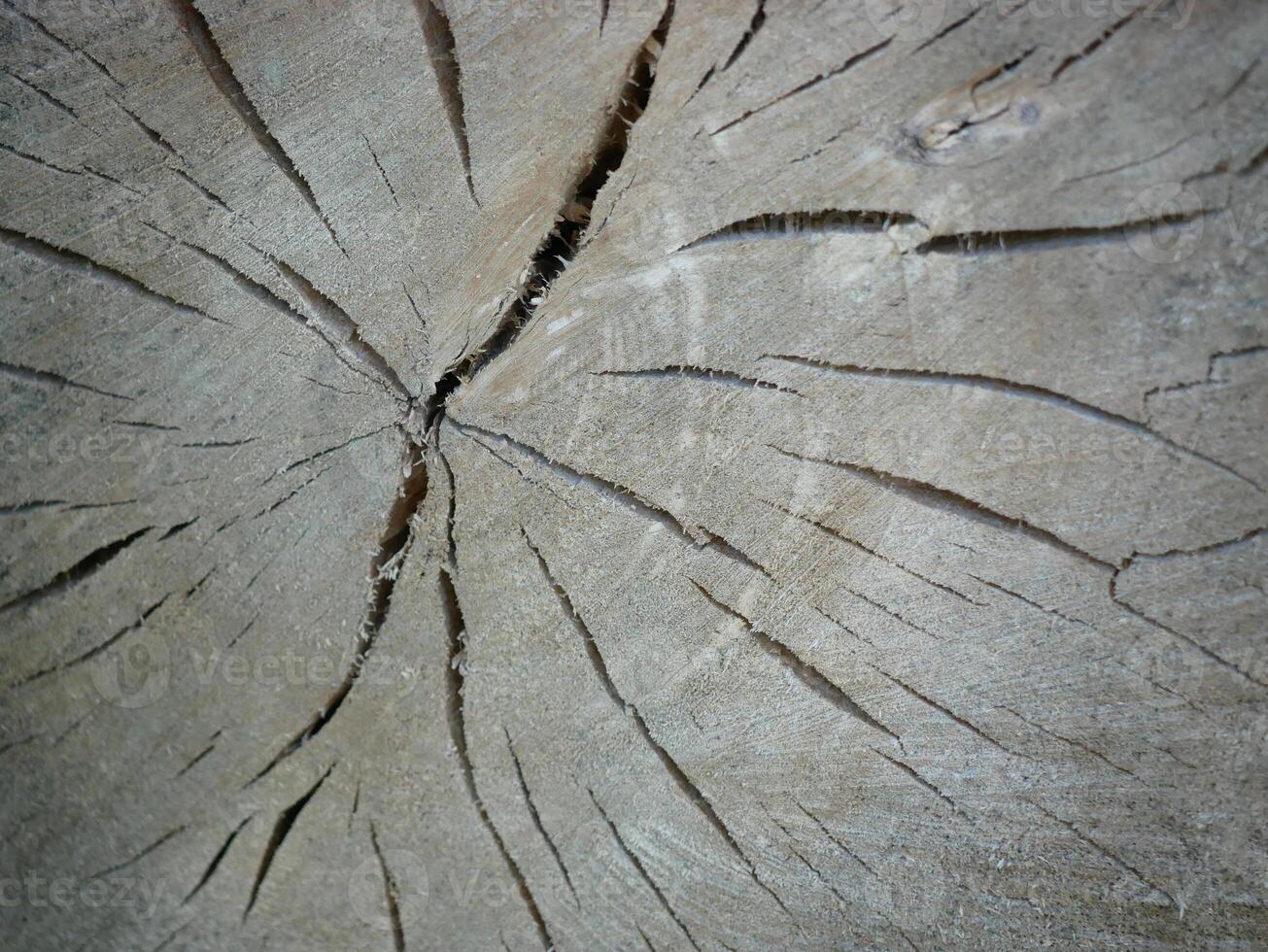 Cracks in the cross-section of the tree trunk. Natural abstract background photo