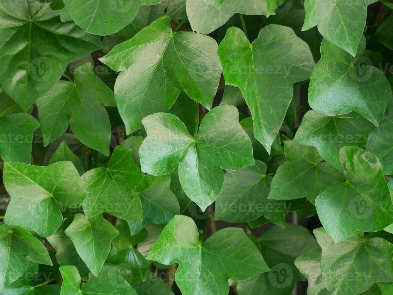 Hedera helix ivy leaves natural background photo