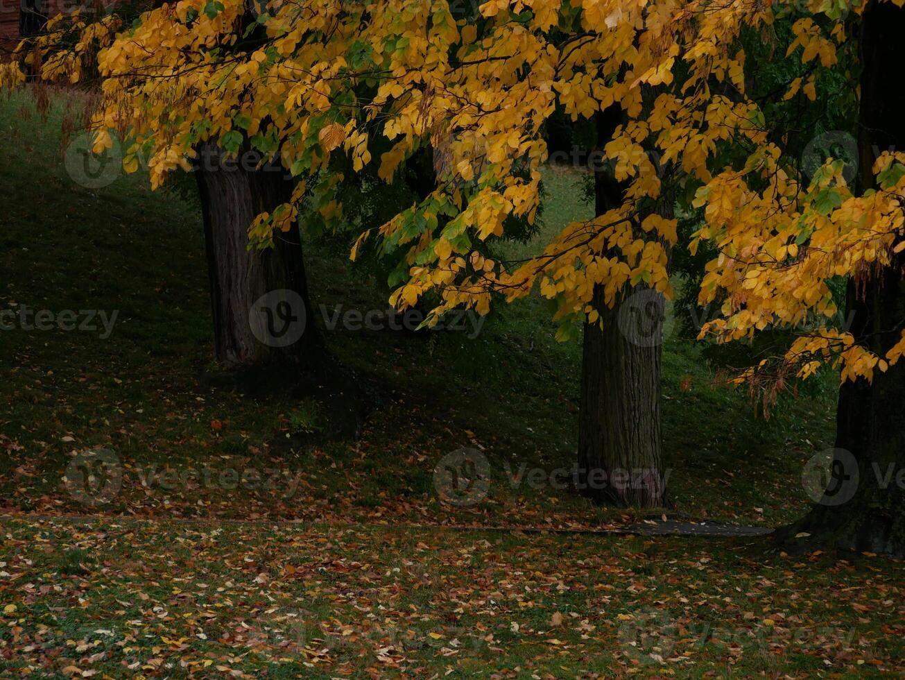 Yellow autumn leaves in a park photo